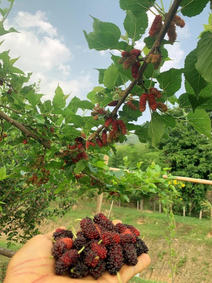 True Nature Chiang Mai - Yoga & Meditation Homestay Retreat מראה חיצוני תמונה